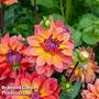 Dahlia 'Fire Pot'