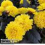 Dahlia Maggiore Fun Chocolate Yellow 9cm Pot x 1