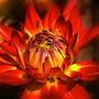 Dahlia Maggiore Fun Flame 9cm Pot x 1