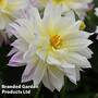 Dahlia Maggiore Fun Pastel 9cm Pot x 1