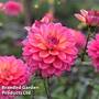 Dahlia 'Great Silence'