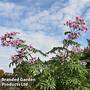 Dahlia 'Imperialis Tree Dahlia'