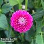 Dahlia 'Jowey Frambo'