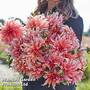 Dahlia 'Labyrinth'