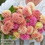 Dahlia 'Linda's Baby' Collection