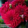 Dahlia Maggiore Purple 9cm Pot x 1