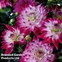 Dahlia Maggiore Fun Rose Bicolour 9cm Pot x 1