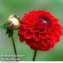 Dahlia 'Maroon Fox'