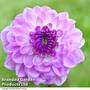 Dahlia 'Mediterranee'