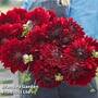 Dahlia 'National Velvet'