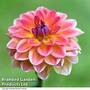 Dahlia 'Pacific View'