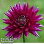 Dahlia 'Purple Gem'