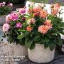 Dahlia 'Sincerity'