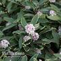 Daphne odora 'Aureomarginata'