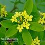 Daphne gemmata 'Royal Crown'