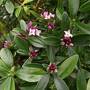 Daphne 'Sweet Amethyst'