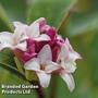 Daphne 'Perfume Princess'