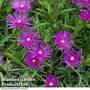 Delosperma cooperi