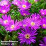 Delosperma aberdeenense 'Hot Pink'