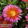 Delosperma Ocean Collection 9cm