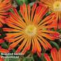 Delosperma Ocean Sunset Orange Vibe
