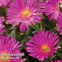 Delosperma Ocean Sunset Violet