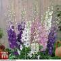 Delphinium hybridum 'Magic Fountains Mixed'