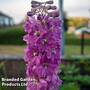 Delphinium Astolat