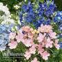 Delphinium grandiflorum 'Delfix Duo'