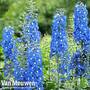 Delphinium 'Summer Skies' (Pacific Hybrid)