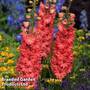 Delphinium 'Red Lark'
