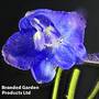 Delphinium belladonna 'Bellamosum'
