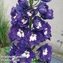 Delphinium 'Dark Blue & White Bee'