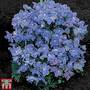 Delphinium 'Summer Blues'