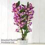 Orchid 'Star Class Lilac' - Gift