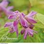 Deutzia x hybrida 'Strawberry Fields'