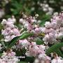 Deutzia crenata 'Pride of Rochester'