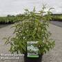 Deutzia pulchra