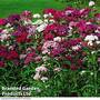 Sweet William 'Sweet Mix'