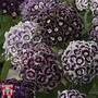 Dianthus barbatus  'Purple Crown'