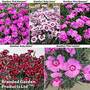 Dianthus Mountain Frost Collection