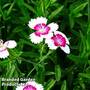 Dianthus deltoides 'Arctic Fire'