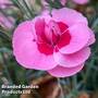 Dianthus 'Baby Doris'