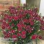 Dianthus 'Bicolor Burgundy'