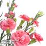 Dianthus 'Scent First Romance'