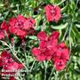 Dianthus deltoides 'Flashing Light'