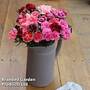 Dianthus 'Scented Pleasures Collection'