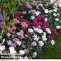 Dianthus 'Garden Pleasures Collection'