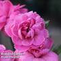 Dianthus 'Devon Wizard'