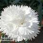 Dianthus 'White'
